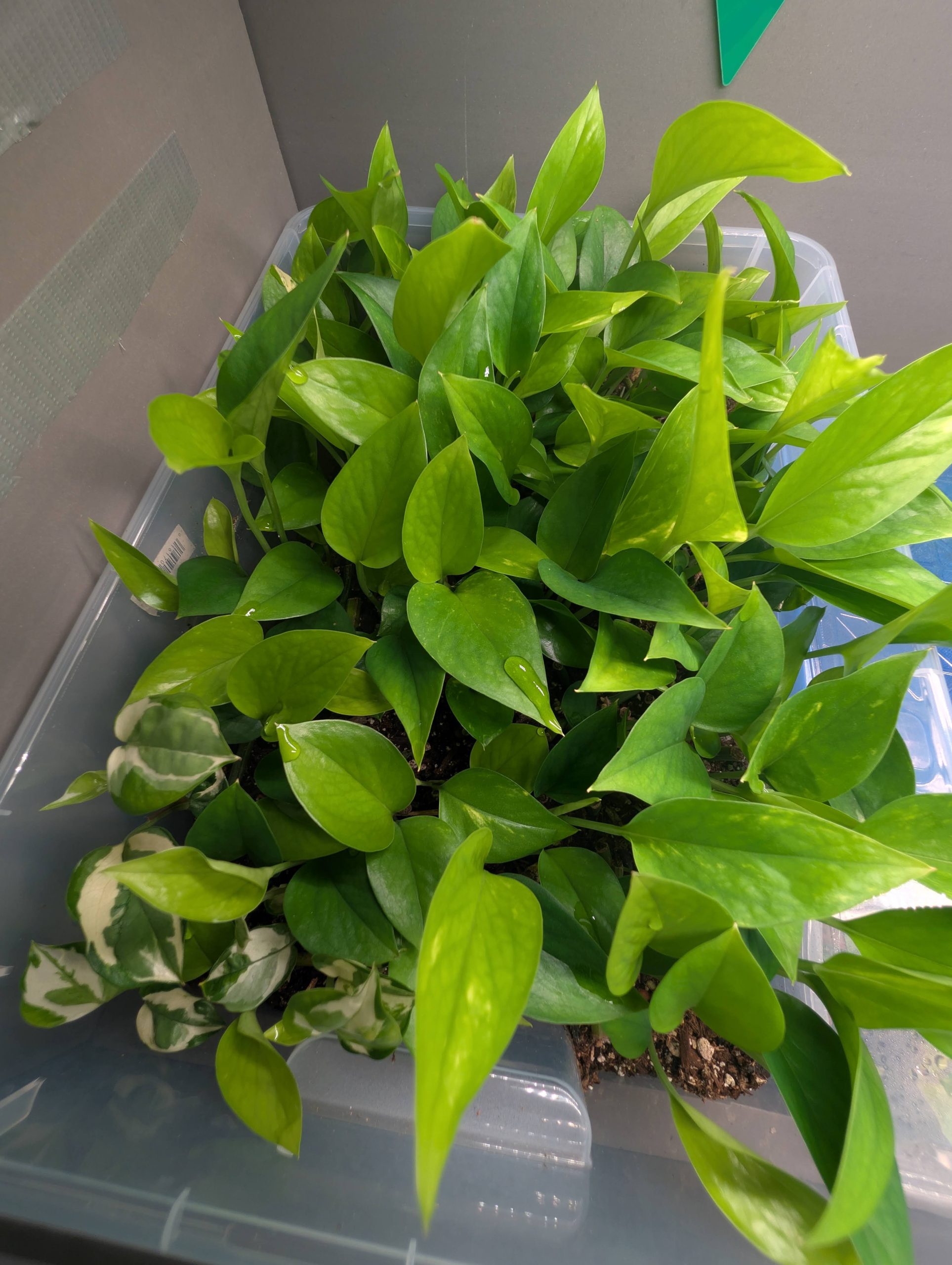 Plant collection