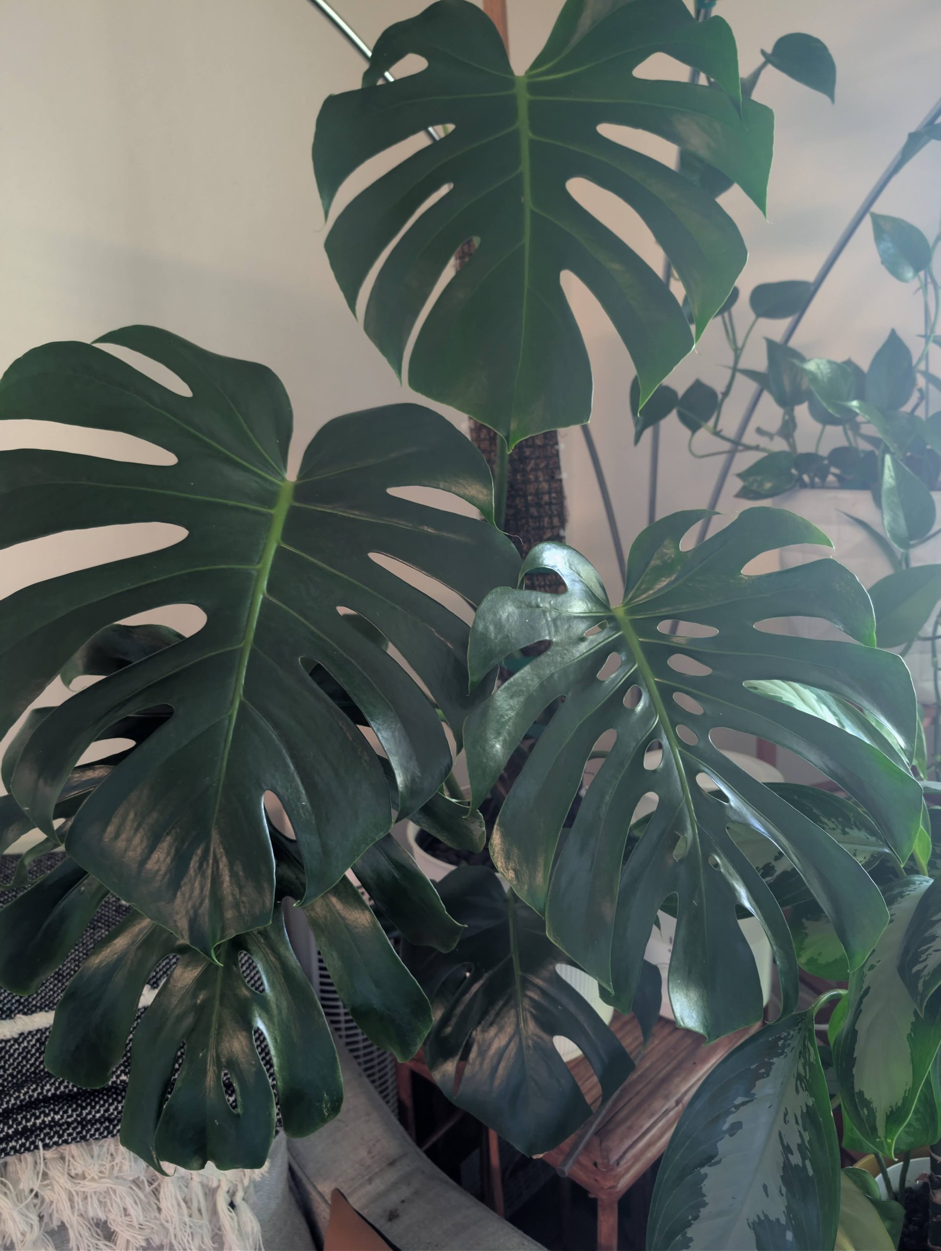 Plant collection