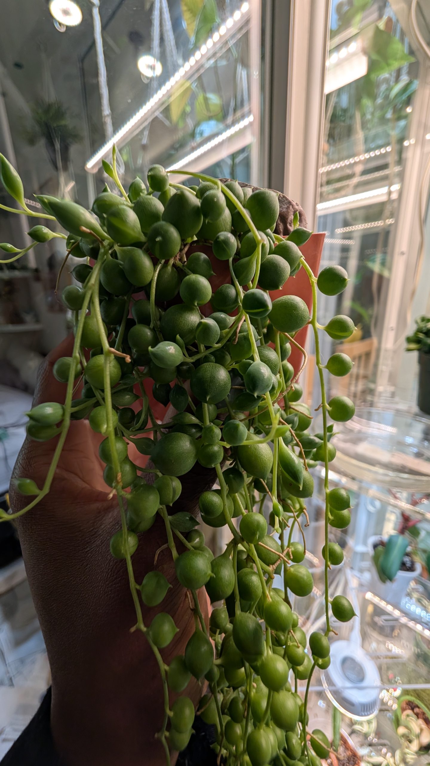 Plant Sitting