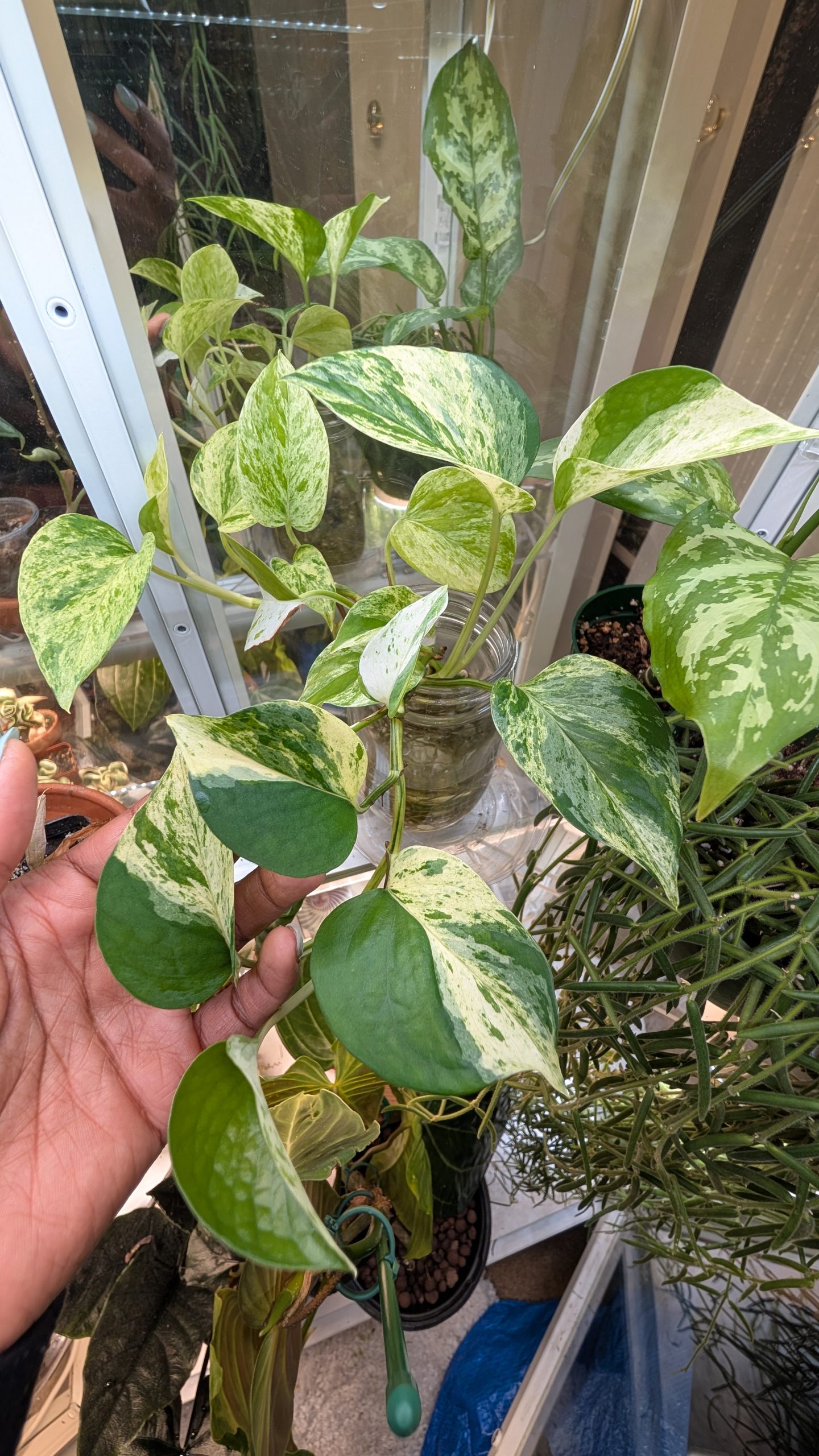 Plant Education